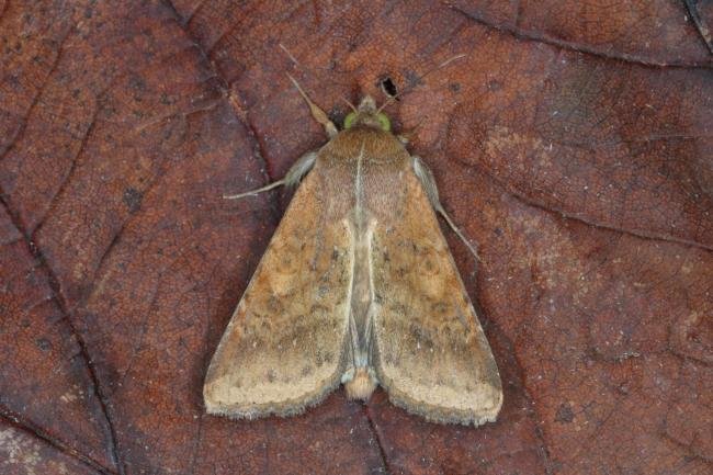 Scarce Bordered Straw (Helicoverpa armigera), adult. Ouston, 08-10-2016. Copyright Verna Atkinson.