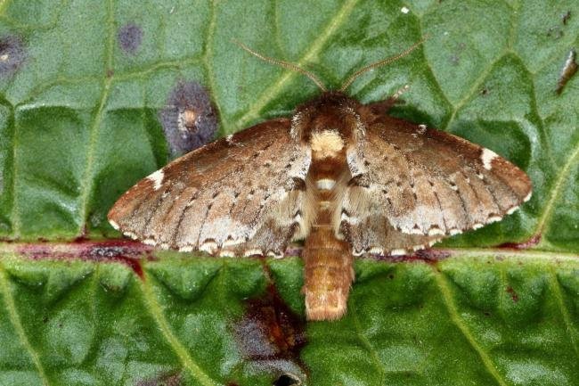 Scarce Prominent (Odontosia carmelita), adult. Ouston, 29-04-2019. Copyright Verna Atkinson.