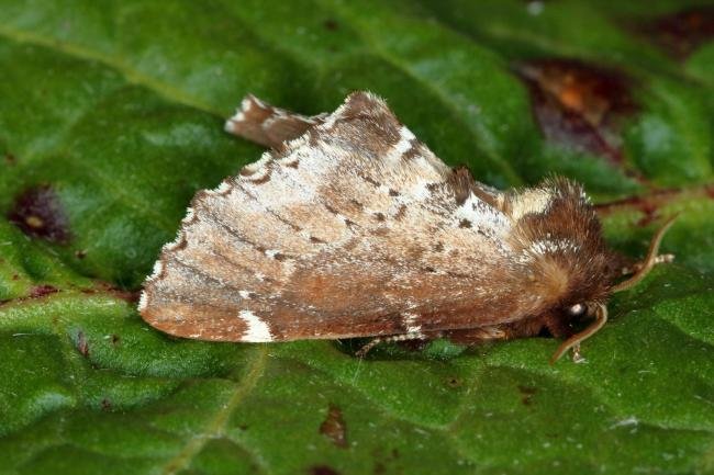 Scarce Prominent (Odontosia carmelita), adult. Ouston, 29-04-2019. Copyright Verna Atkinson.