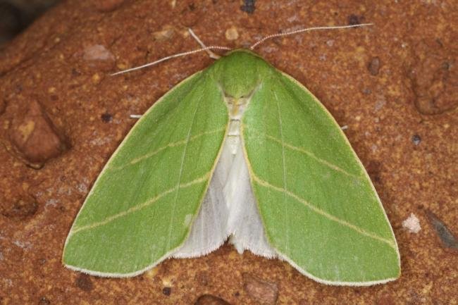 Scarce Silver-lines (Bena bicolorana), adult. Ouston, 25-06-2022. Copyright Verna Atkinson.