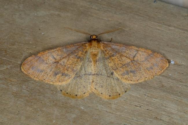 Scarce Umber (Agriopis aurantiaria), adult. Ouston, 14-11-2018. Copyright Verna Atkinson.