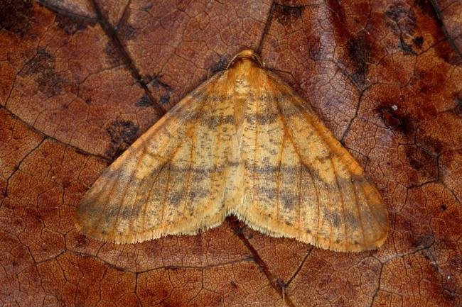 Scarce Umber (Agriopis aurantiaria), adult. Ouston, 26-11-2019. Copyright Verna Atkinson.