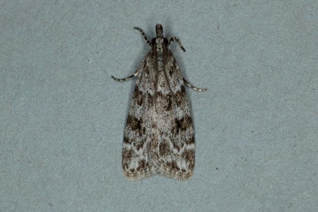 Scoparia ambigualis, adult. Ouston, 25-06-2019. Copyright Verna Atkinson.