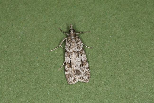 Scoparia ambigualis, adult. Ouston, 04-07-2023. Copyright Verna Atkinson.