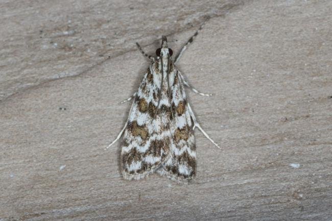 Scoparia pyralella, adult. Ouston, 31-05-2017. Copyright Verna Atkinson.