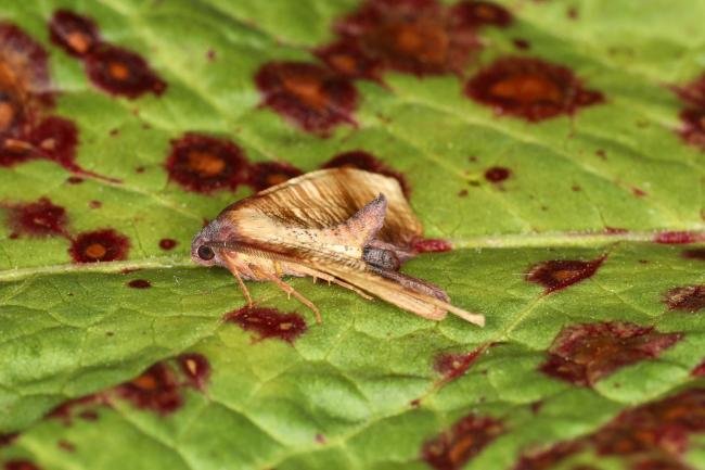 Scorched Wing (Plagodis dolabraria), adult. Ouston, 25-05-2023. Copyright Verna Atkinson.