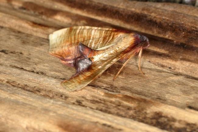 Scorched Wing (Plagodis dolabraria), adult. Ouston, 02-06-2019. Copyright Verna Atkinson.