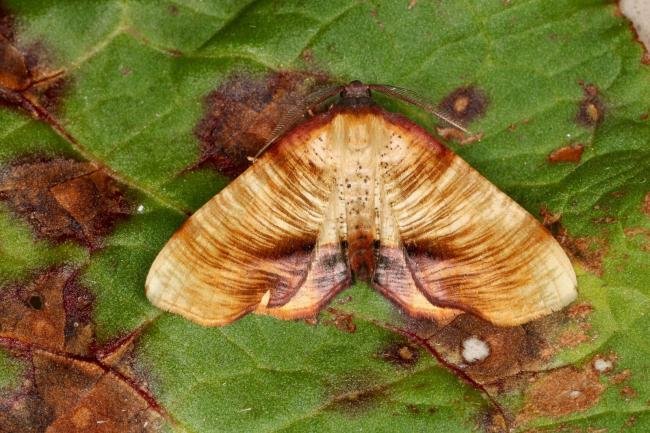 Scorched Wing (Plagodis dolabraria), adult. Ouston, 15-05-2022. Copyright Verna Atkinson.