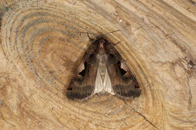 Setaceous Hebrew Character (Xestia c-nigrum), adult. Ouston, 31-05-2023. Copyright Verna Atkinson.