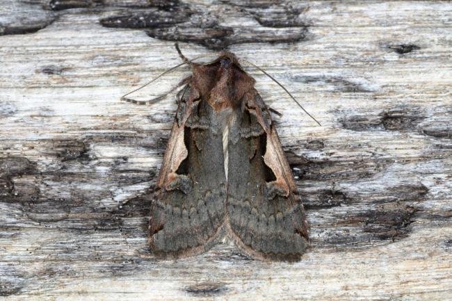 Setaceous Hebrew Character (Xestia c-nigrum), adult. Ouston, 27-05-2016. Copyright Verna Atkinson.