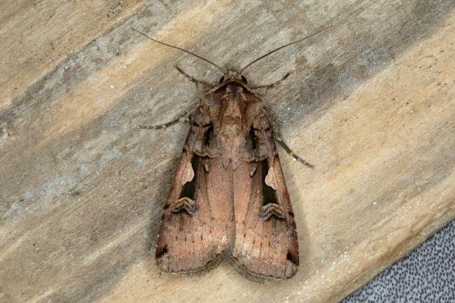 Setaceous Hebrew Character (Xestia c-nigrum), adult. Ouston, 28-05-2018. Copyright Verna Atkinson.