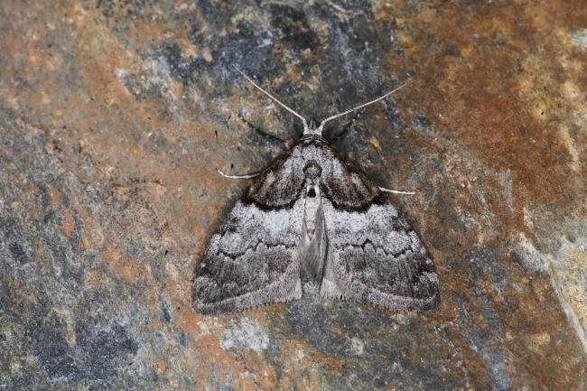 Short-cloaked Moth (Nola cucullatella), adult. Ouston, 24-06-2023. Copyright Verna Atkinson.