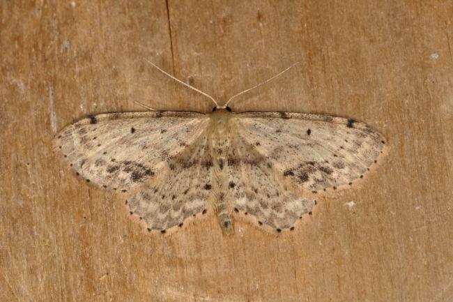 Single-dotted Wave (Idaea dimidiata), adult. Ouston, 07-07-2019. Copyright Verna Atkinson.