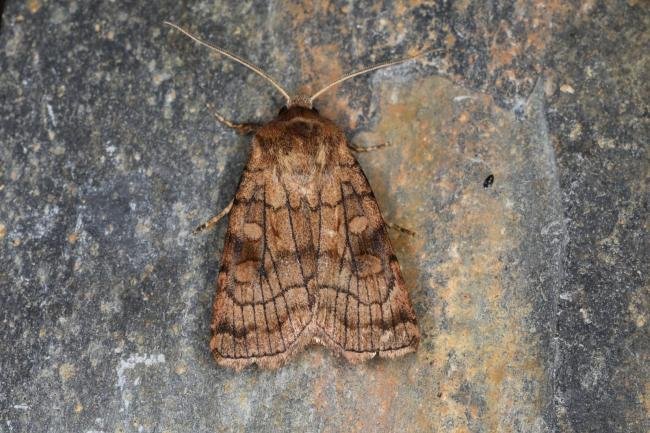 Six-striped Rustic (Xestia sexstrigata), adult. Ouston, 25-07-2023. Copyright Verna Atkinson.