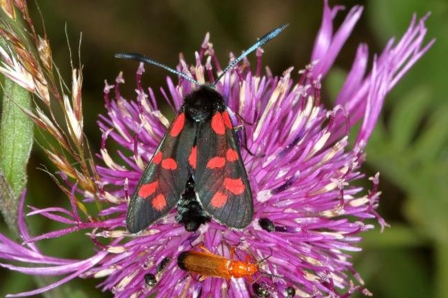 Six-spot Burnet (Zygaena filipendulae), adult. Fulwell Quarry, 10-07-2019. Copyright Verna Atkinson.