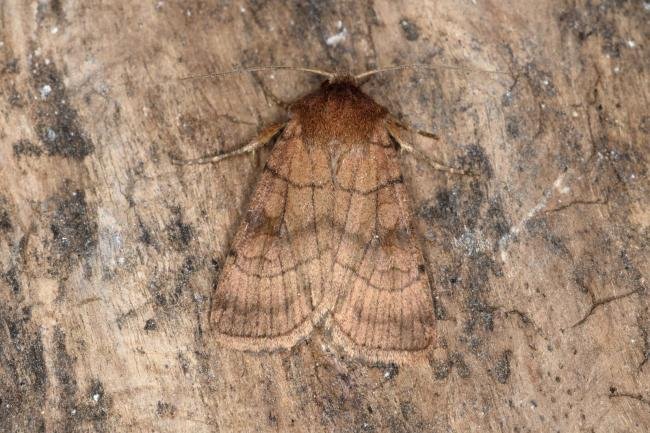 Six-striped Rustic (Xestia sexstrigata), adult. Ouston, 31-07-2017. Copyright Verna Atkinson.