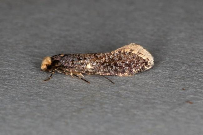 Skin Moth (Monopis laevigella), adult. Ouston, 29-05-2020. Copyright Verna Atkinson.