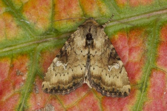 Slender Brindle (Apamea scolopacina), adult. Ouston, 30-07-2021. Copyright Verna Atkinson.