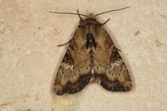 Slender Brindle (Apamea scolopacina), adult. Ouston, 05-07-2022. Copyright Verna Atkinson.