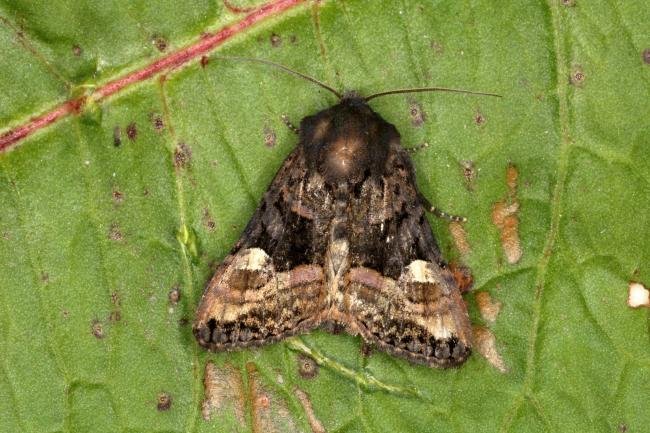 Small Angle Shades (Euplexia lucipara), adult. Ouston, 08-06-2016. Copyright Verna Atkinson.