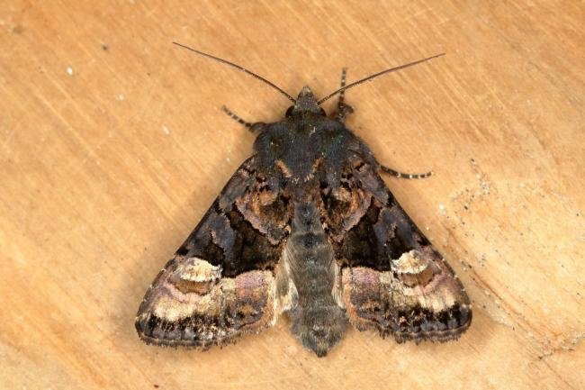 Small Angle Shades (Euplexia lucipara), adult. Ouston, 24-06-2020. Copyright Verna Atkinson.