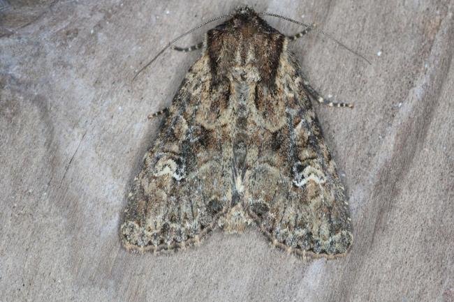 Small Clouded Brindle (Apamea unanimis), adult. Ouston, 10-06-2017. Copyright Verna Atkinson.