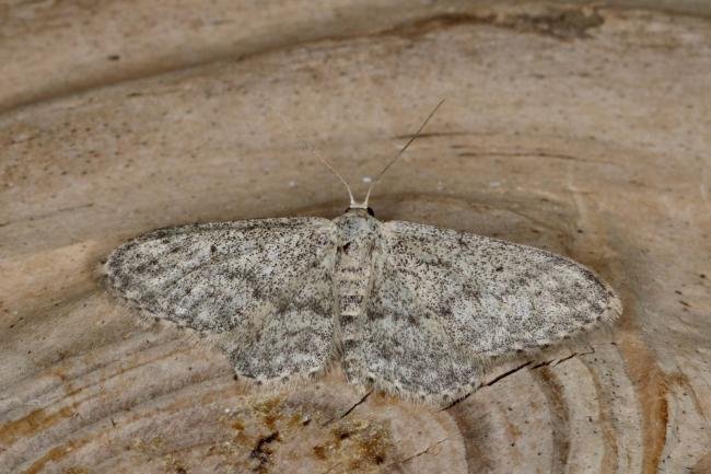 Small Dusty Wave (Idaea seriata), adult. Ouston, 13-07-2020. Copyright Verna Atkinson.