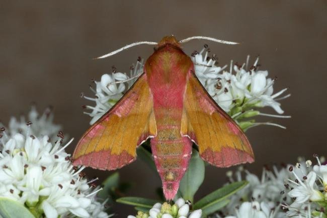 Small Elephant Hawk-moth (Deilephila porcellus), adult. Ouston, 02-06-2020. Copyright Verna Atkinson.