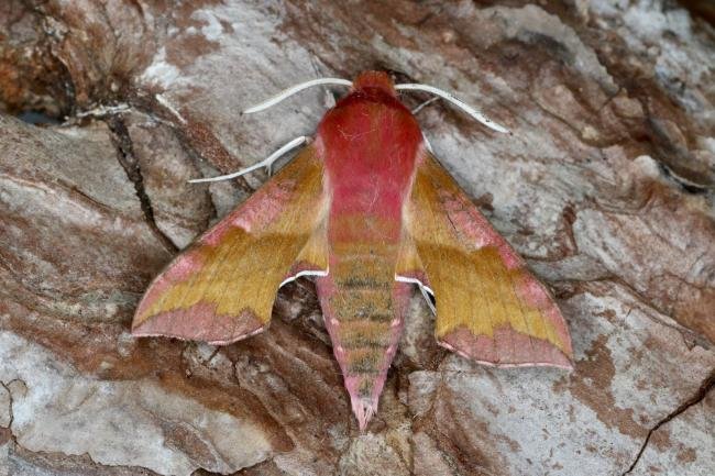 Small Elephant Hawk-moth (Deilephila porcellus), adult. Ouston, 25-05-2022. Copyright Verna Atkinson.