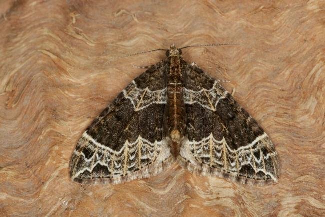 Small Phoenix (Ecliptopera silaceata), adult. Ouston, 20-05-2021. Copyright Verna Atkinson.