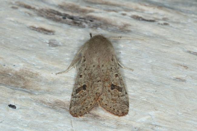 Small Quaker (Orthosia cruda), adult. Ouston, 15-03-2017. Copyright Verna Atkinson.