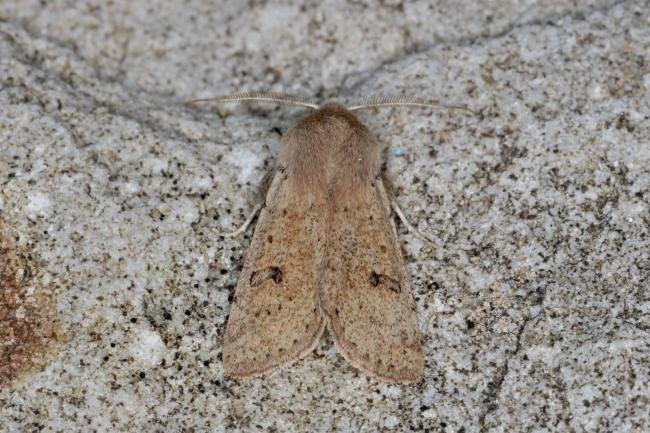 Small Quaker (Orthosia cruda), adult. Ouston, 17-03-2021. Copyright Verna Atkinson.