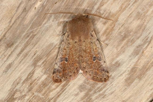 Small Quaker (Orthosia cruda), adult. Ouston, 12-03-2016. Copyright Verna Atkinson.