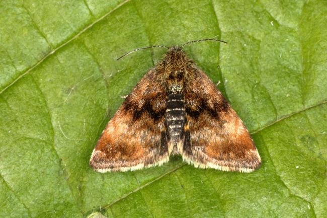 Small Yellow Underwing (Panemeria tenebrata), adult. Bowes Valley, 24-05-2016. Copyright Verna Atkinson.