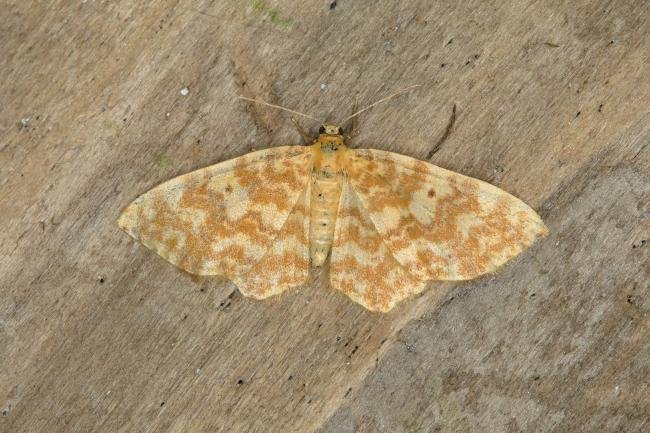 Small Yellow Wave (Hydrelia flammeolaria), adult. Ouston, 15-07-2018. Copyright Verna Atkinson.