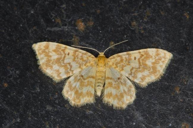 Small Yellow Wave (Hydrelia flammeolaria), adult. Ouston, 17-07-2021. Copyright Verna Atkinson.