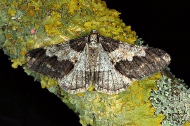 Spring Usher (Agriopis leucophaearia), adult. Ouston, 26-01-2020. Copyright Verna Atkinson.