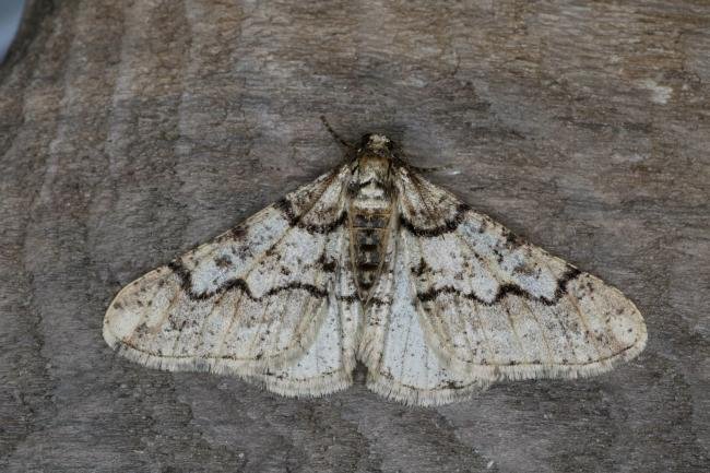 Spring Usher (Agriopis leucophaearia), adult. Ouston, 22-02-2021. Copyright Verna Atkinson.