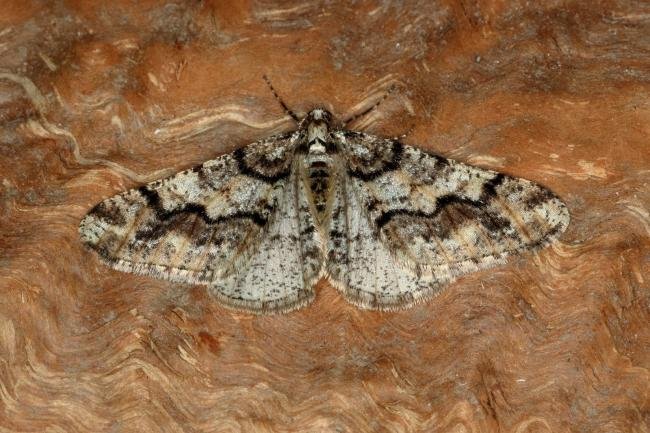 Spring Usher (Agriopis leucophaearia), adult. Ouston, 21-01-2020. Copyright Verna Atkinson.