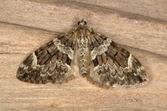 Spruce Carpet (Thera britannica), adult. Ouston, 25-08-2019. Copyright Verna Atkinson.