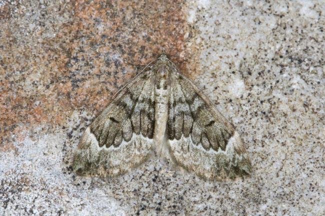 Spruce Carpet (Thera britannica), adult. Ouston, 17-06-2021. Copyright Verna Atkinson.