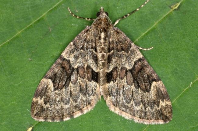 Spruce Carpet (Thera britannica), adult. Ouston, 13-06-2016. Copyright Verna Atkinson.