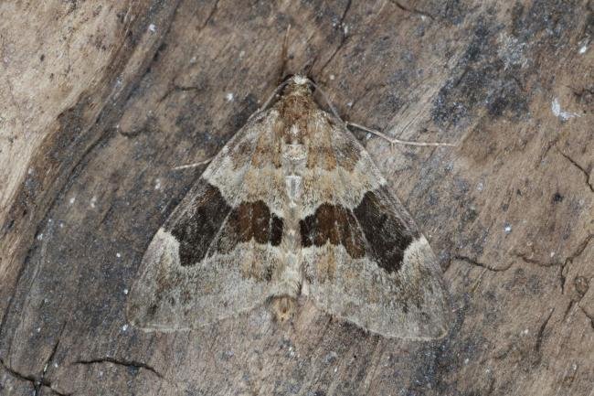 Spruce Carpet (Thera britannica), adult. Ouston, 10-10-2016. Copyright Verna Atkinson.