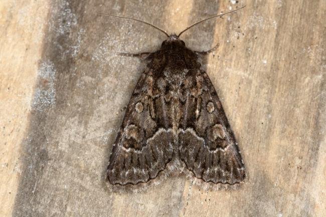 Straw Underwing (Thalpophila matura), adult. Ouston, 04-08-2017. Copyright Verna Atkinson.