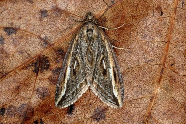 Streak (Chesias legatella), adult. Ouston, 02-11-2019. Copyright Verna Atkinson.