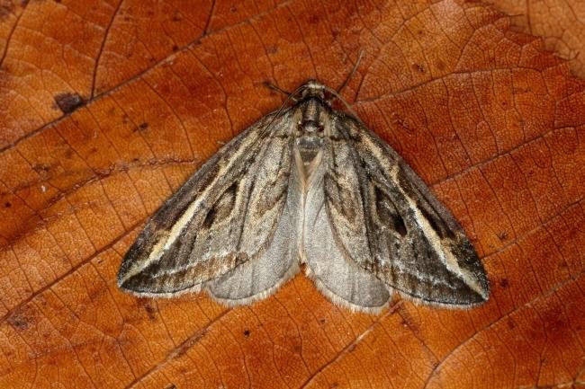 Streak (Chesias legatella), adult. Ouston, 25-10-2019. Copyright Verna Atkinson.