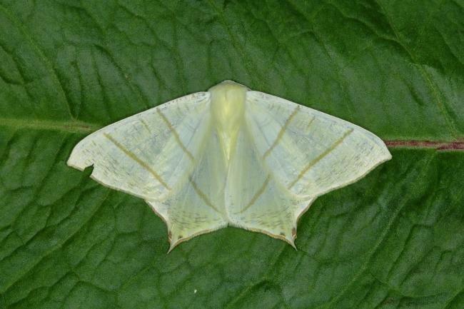 Swallow-tailed Moth (Ourapteryx sambucaria), adult. Ouston, 29-06-2018. Copyright Verna Atkinson.