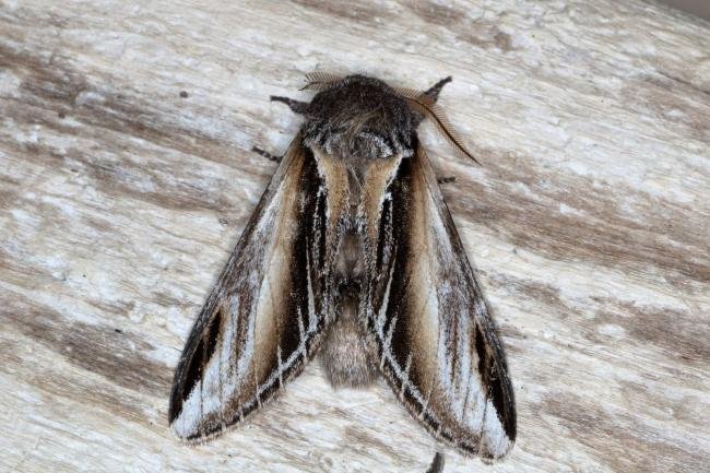 Swallow Prominent (Pheosia tremula), adult. Ouston, 29-05-2016. Copyright Verna Atkinson.