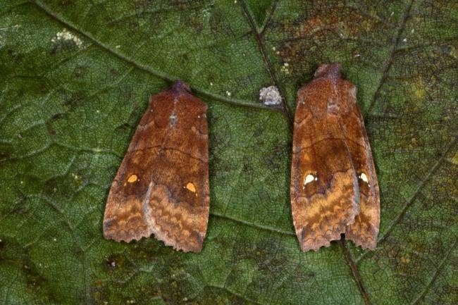 Satellite (Eupsilia transversa), adult. Ouston, 21-10-2015. Copyright Verna Atkinson.