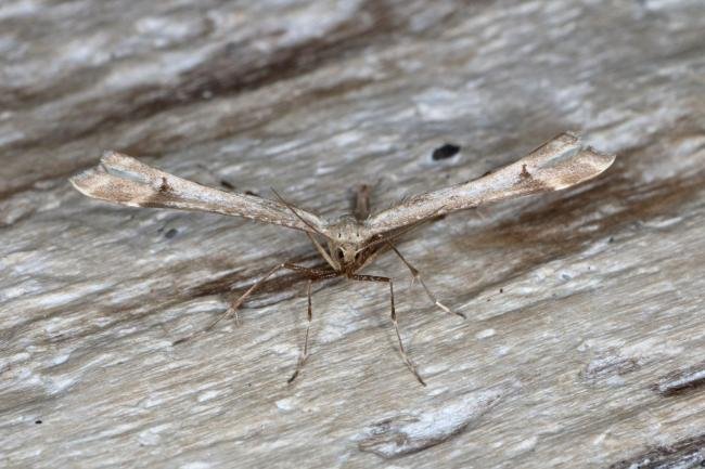 Triangle Plume (Platyptilia gonodactyla), adult. Ouston, 27-05-2016. Copyright Verna Atkinson.